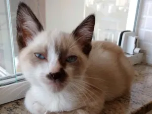 Gato raça Siames com viralatinha  idade 2 a 6 meses nome Floquinho lindo bebê