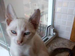 Gato raça Srd  idade 2 a 6 meses nome Nuvem lindo bebê 