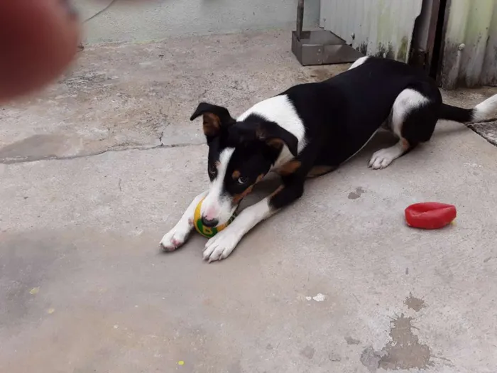 Cachorro raça SRD idade 7 a 11 meses nome Madalena