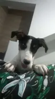 Cachorro raça SRD idade 7 a 11 meses nome Madalena