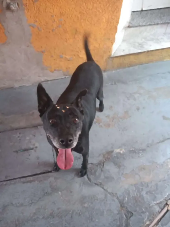 Cachorro ra a Canina idade 6 ou mais anos nome Big
