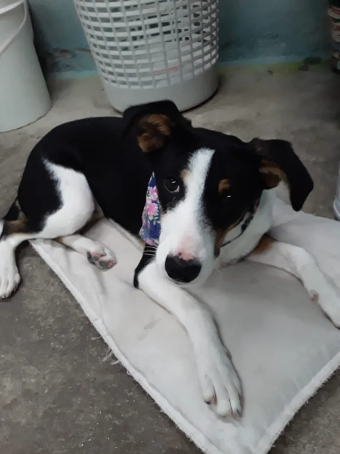 Cachorro raça SRD idade 7 a 11 meses nome Madalena