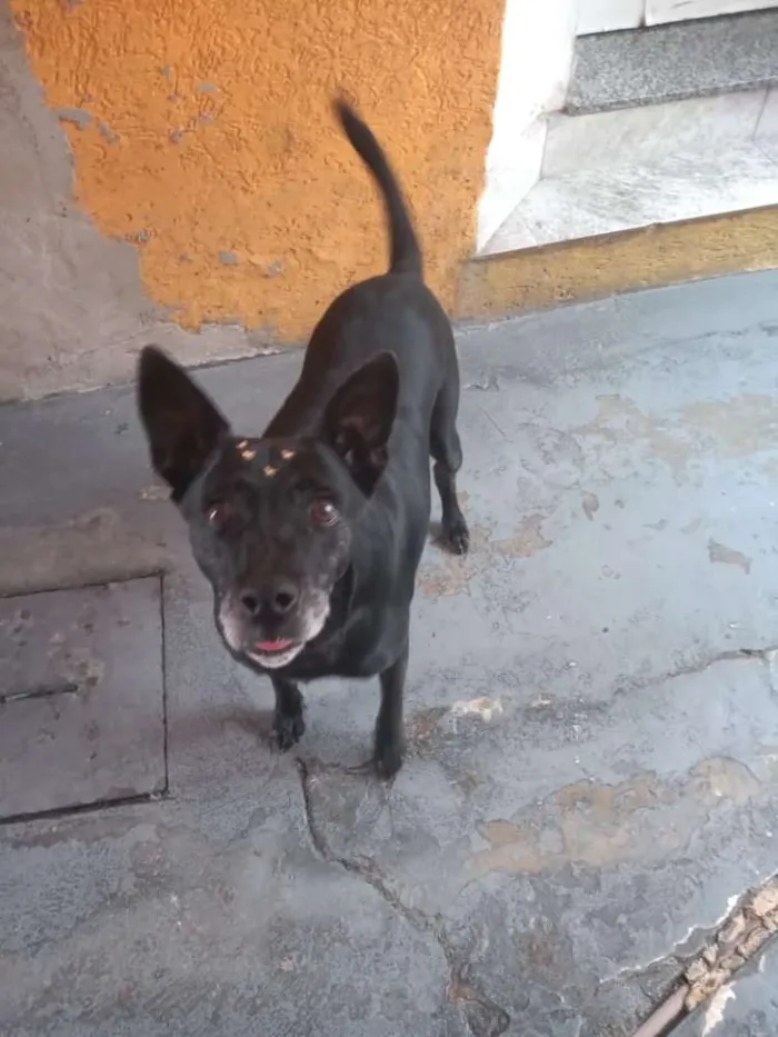 Cachorro ra a Canina idade 6 ou mais anos nome Big