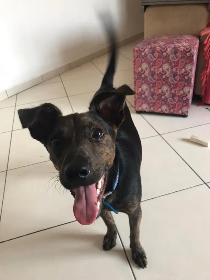 Cachorro ra a Canina idade 7 a 11 meses nome Matheus