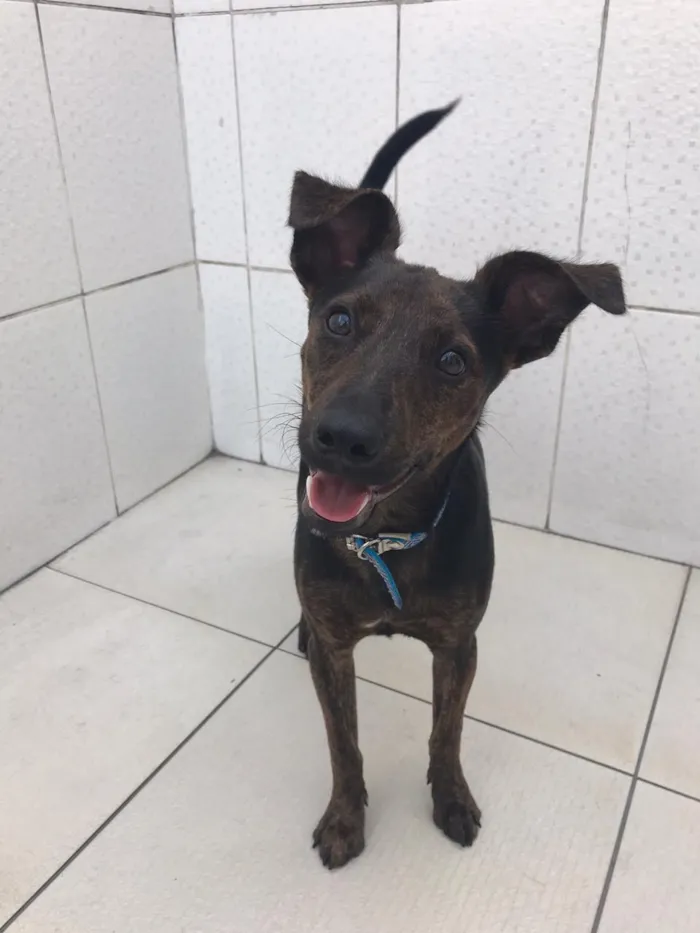 Cachorro ra a Canina idade 7 a 11 meses nome Matheus