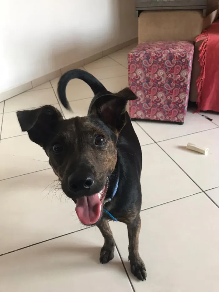Cachorro ra a Canina idade 7 a 11 meses nome Matheus