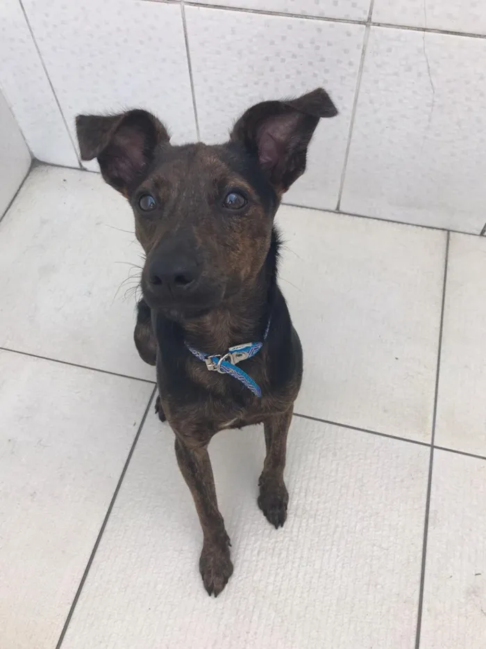 Cachorro ra a Canina idade 7 a 11 meses nome Matheus