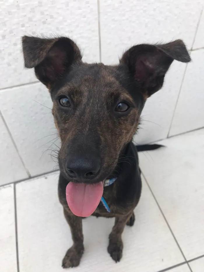 Cachorro ra a Canina idade 7 a 11 meses nome Matheus