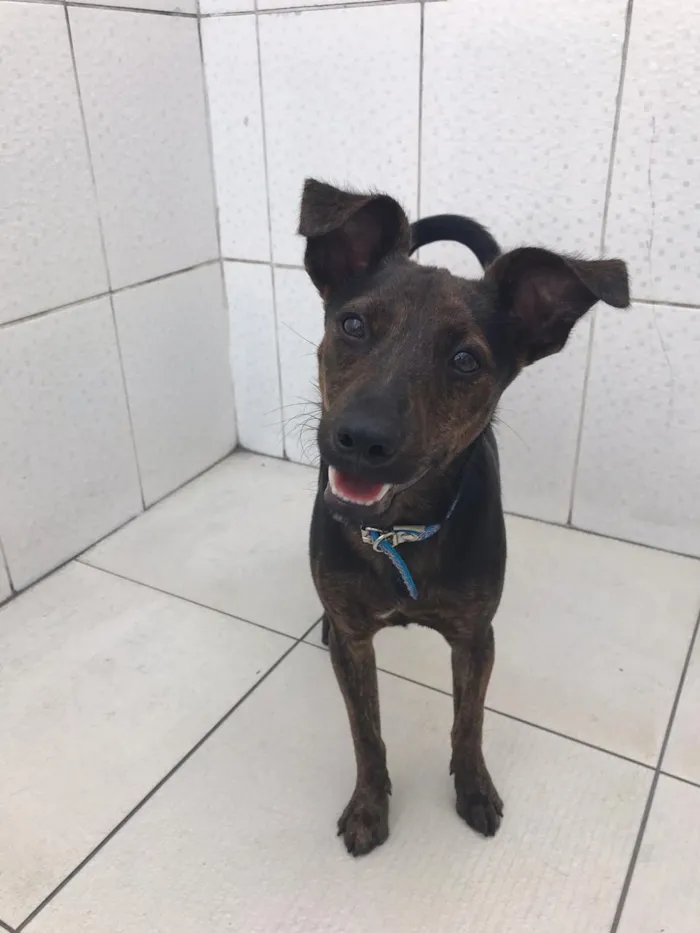 Cachorro ra a Canina idade 7 a 11 meses nome Matheus