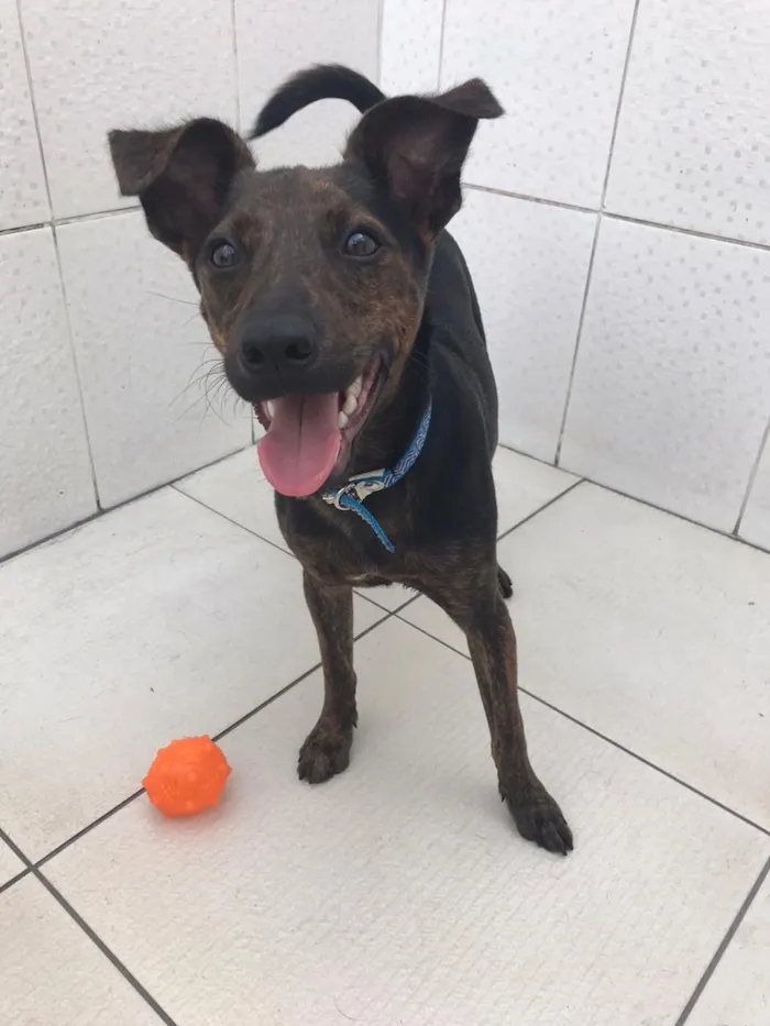 Cachorro ra a Canina idade 7 a 11 meses nome Matheus