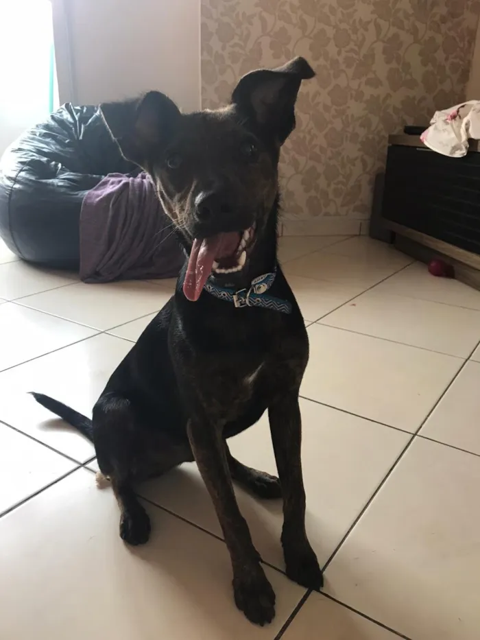 Cachorro ra a Canina idade 7 a 11 meses nome Matheus