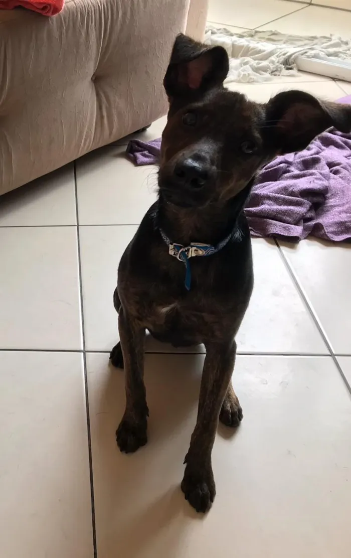 Cachorro ra a Canina idade 7 a 11 meses nome Matheus