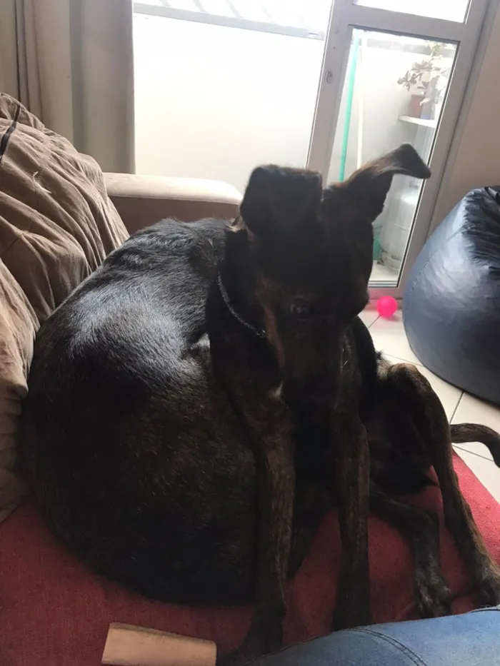 Cachorro ra a Canina idade 7 a 11 meses nome Matheus