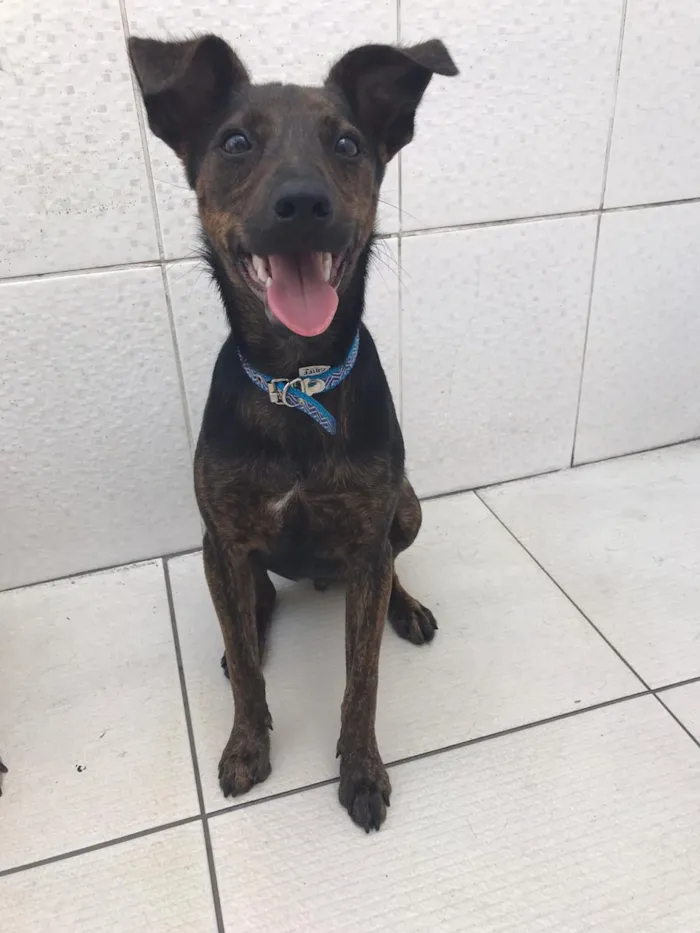 Cachorro ra a Canina idade 7 a 11 meses nome Matheus