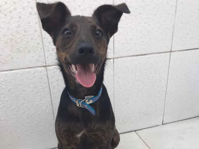 Cachorro ra a Canina idade 7 a 11 meses nome Matheus