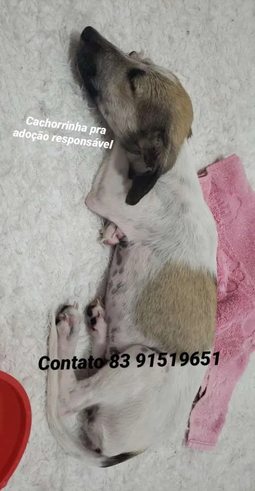 Cachorro raça Srd, misturada com gaugo idade 2 a 6 meses nome Sem nome