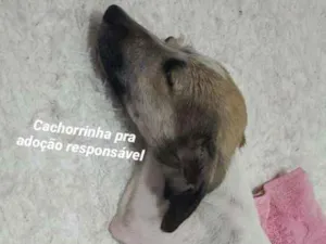 Cachorro raça Srd, misturada com gaugo idade 2 a 6 meses nome Sem nome