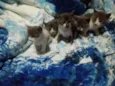 Gatinhos 
