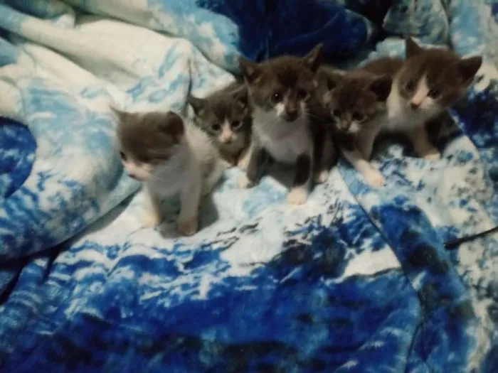 Gato ra a Gato idade Abaixo de 2 meses nome Gatinhos 