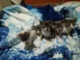 Gatinhos 
