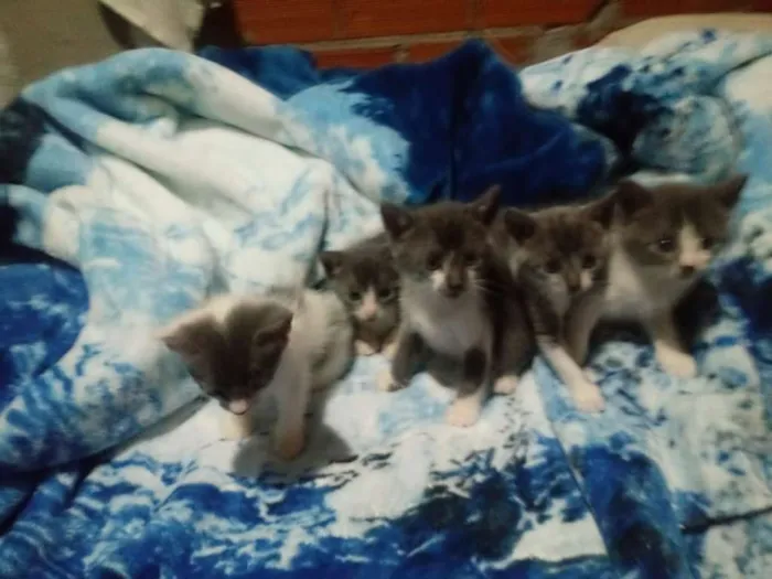 Gato ra a Gato idade Abaixo de 2 meses nome Gatinhos 