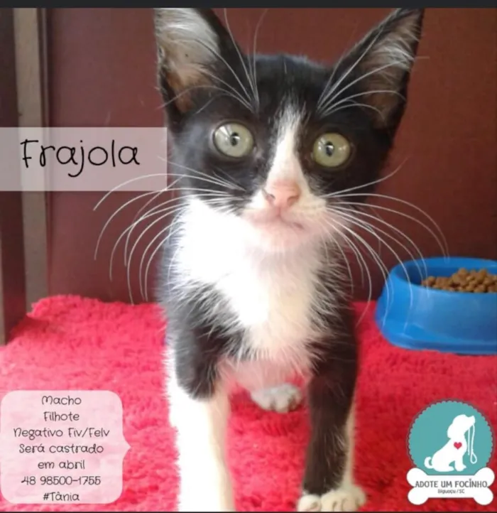 Gato ra a Não sei  idade 2 a 6 meses nome Não sei 