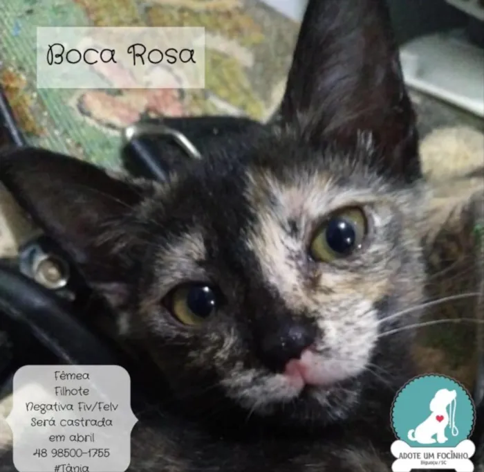Gato ra a Não sei  idade 2 a 6 meses nome Não sei 