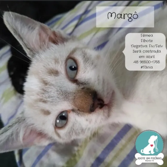 Gato ra a Não sei  idade 2 a 6 meses nome Não sei 