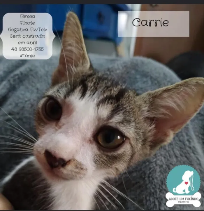 Gato ra a Não sei  idade 2 a 6 meses nome Não sei 