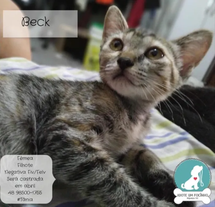 Gato ra a Não sei  idade 2 a 6 meses nome Não sei 
