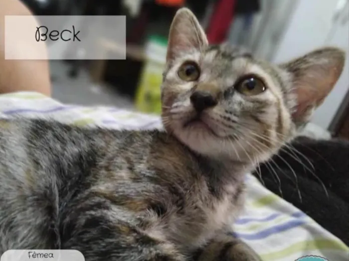 Gato ra a Não sei  idade 2 a 6 meses nome Não sei 