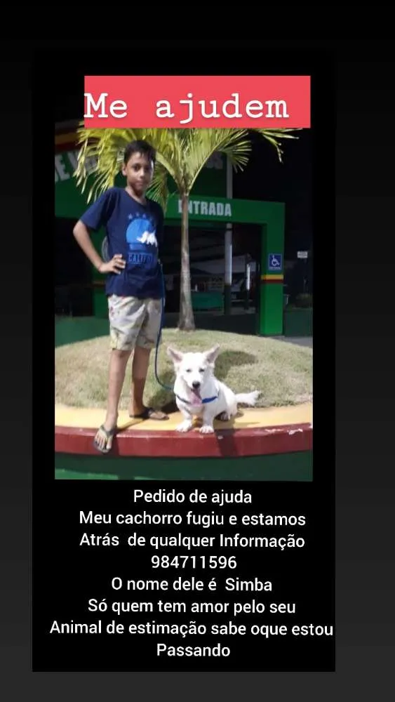 Cachorro ra a Bassé  idade 1 ano nome Simba