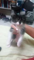 Estelar