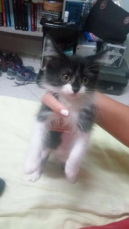 Gato raça  idade 2 a 6 meses nome Estelar