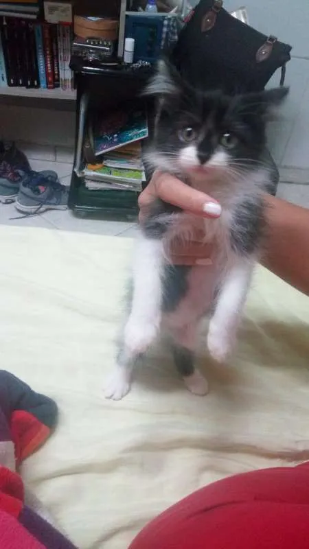 Gato raça  idade 2 a 6 meses nome Estelar