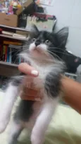Estelar