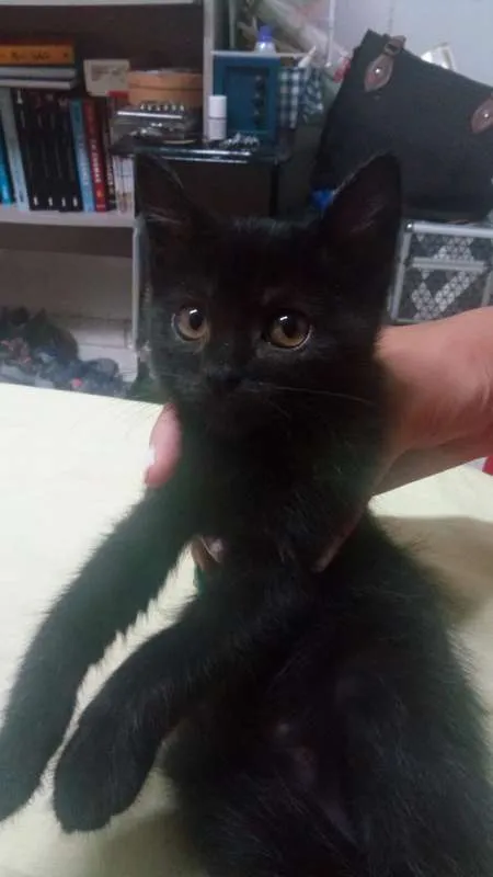 Gato raça  idade 2 a 6 meses nome Selina
