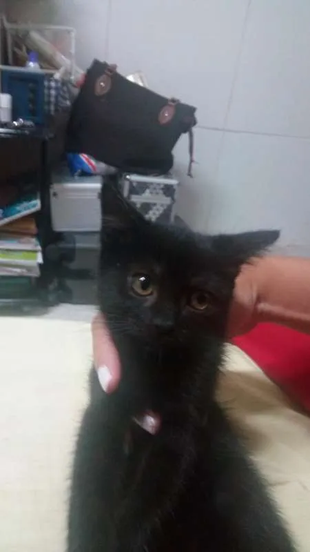 Gato raça  idade 2 a 6 meses nome Selina