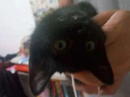 Gato raça  idade 2 a 6 meses nome Selina