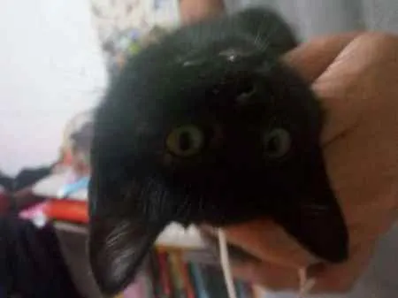 Gato raça  idade 2 a 6 meses nome Selina