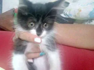Gato raça  idade 2 a 6 meses nome Estelar