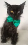 MEIGUINHO