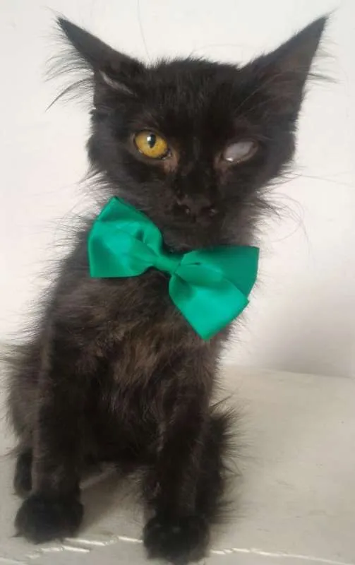 Gato ra a SRD idade 2 a 6 meses nome MEIGUINHO