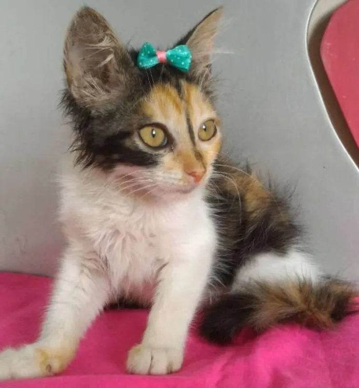 Gato raça SRD idade 2 a 6 meses nome ANA BLUE