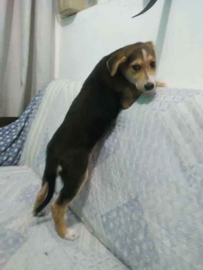 Cachorro ra a Srd idade 2 a 6 meses nome Kardashian