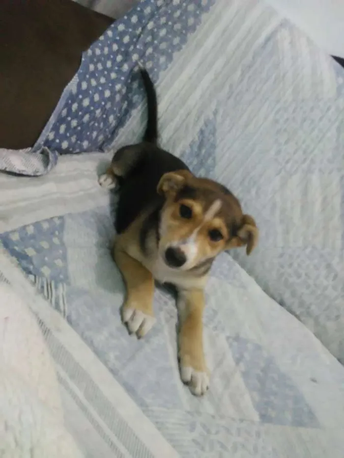 Cachorro ra a Srd idade 2 a 6 meses nome Kardashian