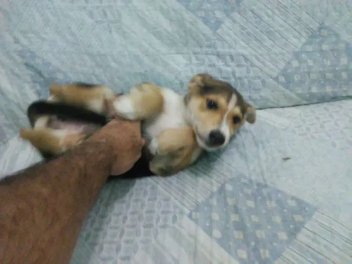 Cachorro ra a Srd idade 2 a 6 meses nome Kardashian