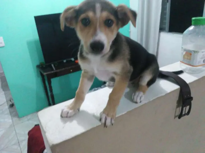 Cachorro ra a Srd idade 2 a 6 meses nome Kardashian