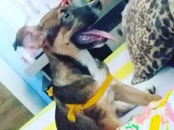 Cachorro ra a Rnd idade 2 a 6 meses nome Peri