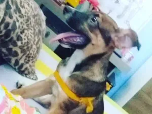 Cachorro raça Rnd idade 2 a 6 meses nome Peri